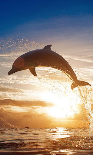Amazing Dolphins Livewallpaper