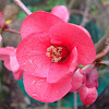 Flor de codony japonès