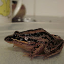 Striped marsh frog