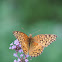 Variegated Fritillary Butterfly