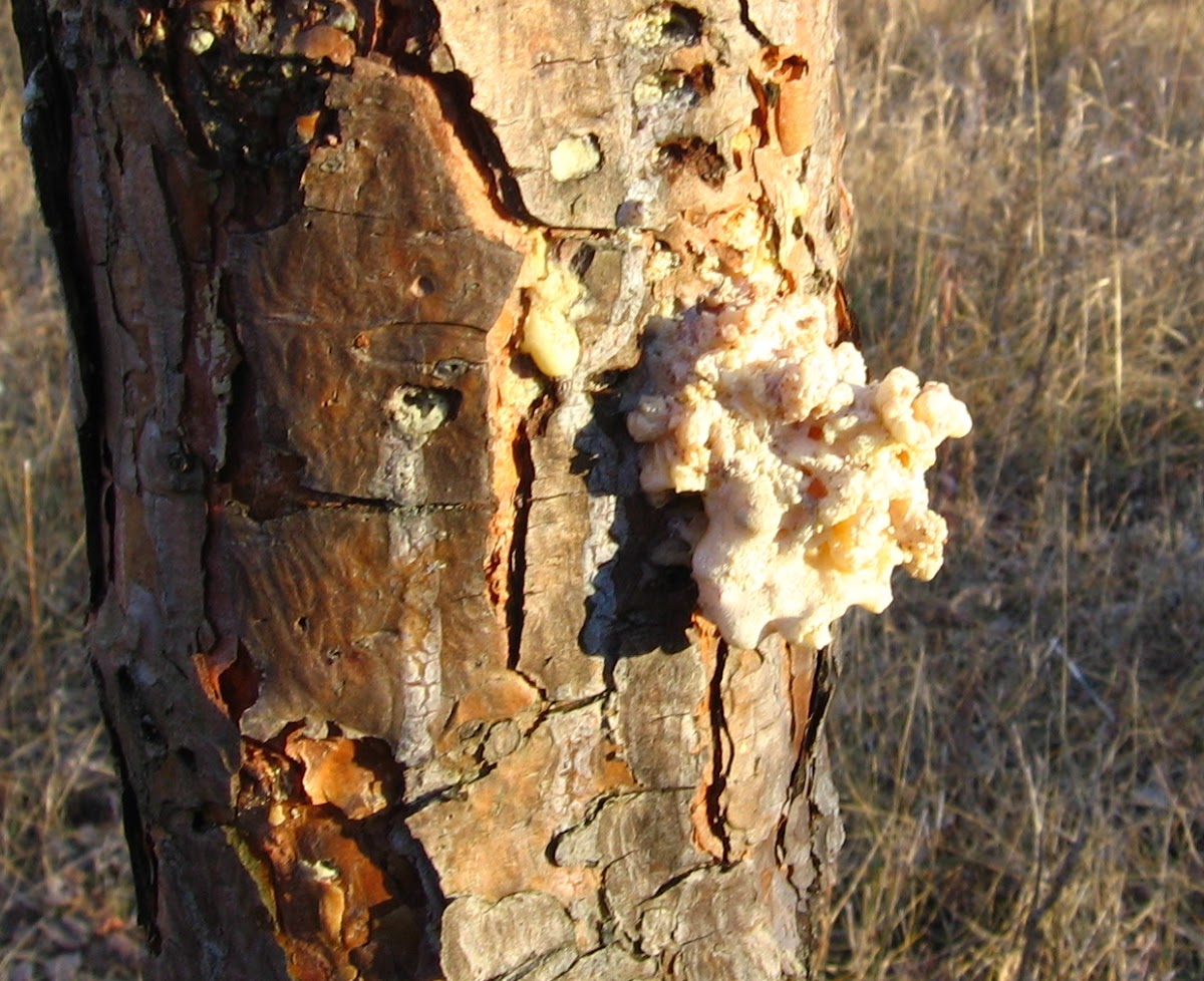 Fungus on a Pine