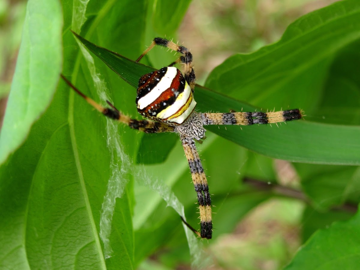 Multi-coloured St. Andrew's Cross Spider