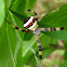 Multi-coloured St. Andrew's Cross Spider