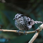 Scaled Antbird