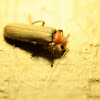 Brown leatherwing Beetle