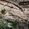 Marbled Whiptail