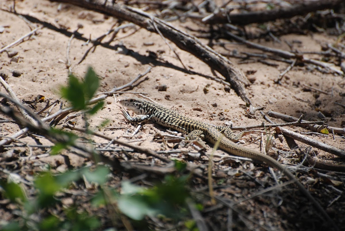 Marbled Whiptail