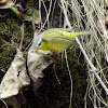 Grey-hooded Warbler