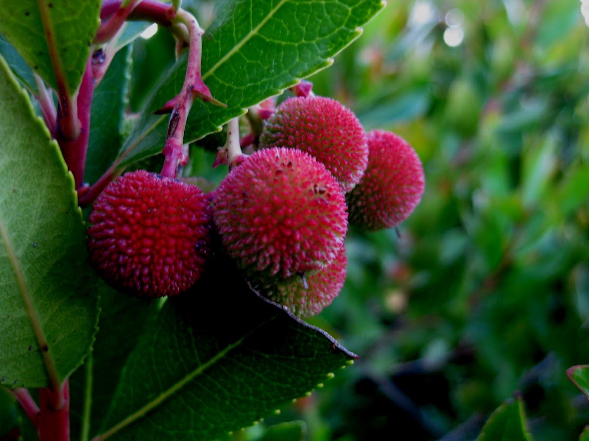 strawberry tree; madroño | Project Noah