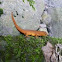 Red Spotted Newt
