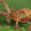Northern crab spider