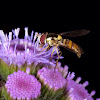 Bee mimic fly