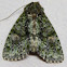 Spotted Phosphila Moth