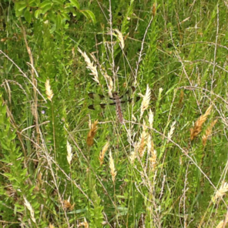 Whitetail Skimmer