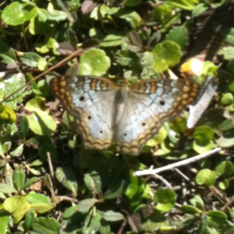 White peacock