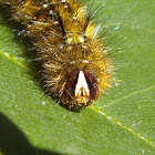 Replete Anthelid Moth Caterpillar