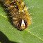 Replete Anthelid Moth Caterpillar