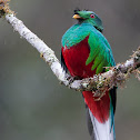 Crested Quetzal