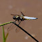 Broad-bodied Chaser