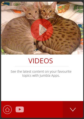 免費下載新聞APP|Ocicat Cats Jumbla app開箱文|APP開箱王