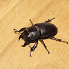 Cottonwood Stag Beetle