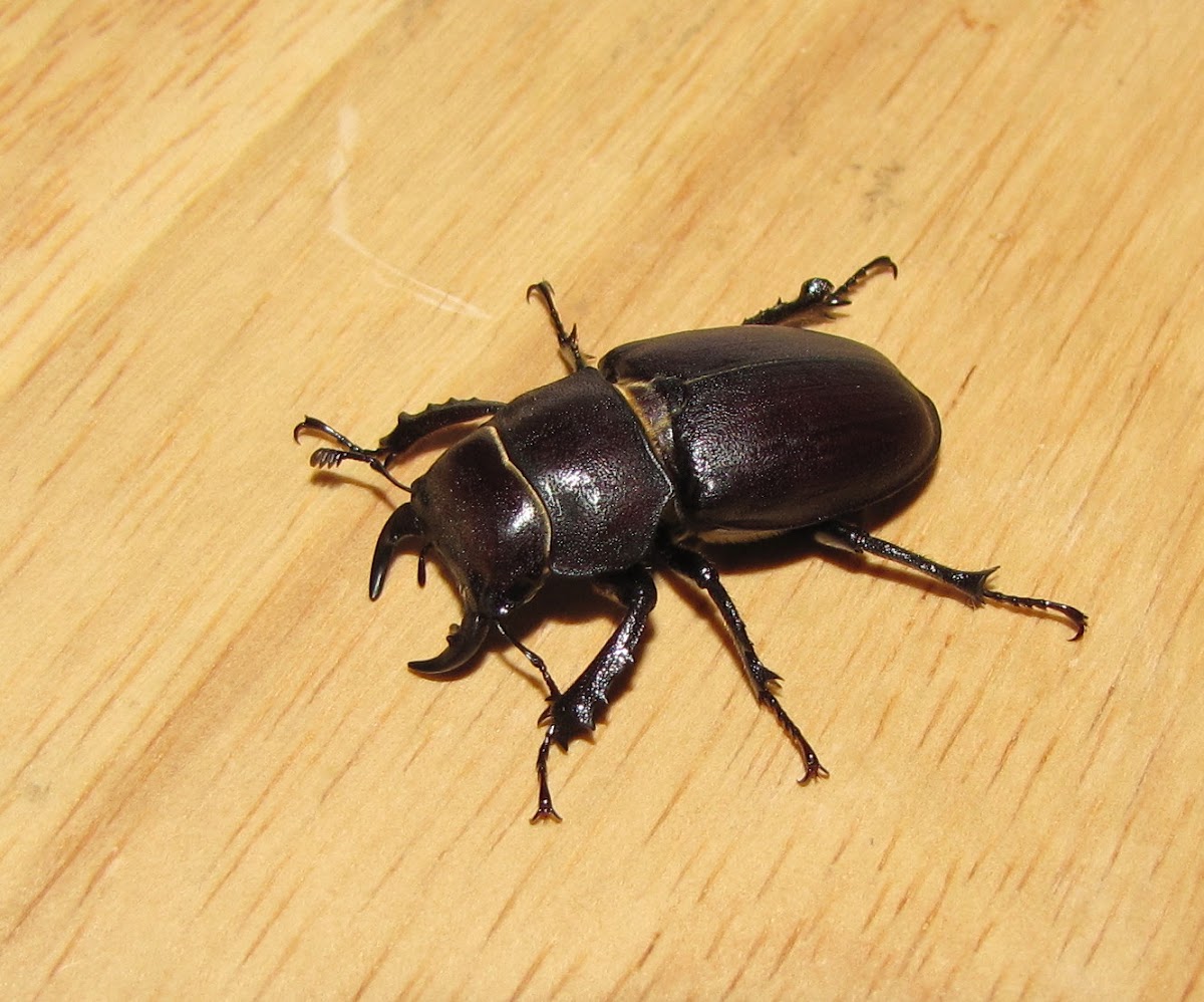 Cottonwood Stag Beetle