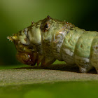 Swallowtail Larvae