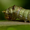 Swallowtail Larvae