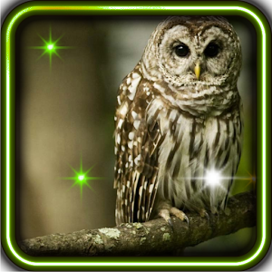 Funny Owl live wallpaper 1.0