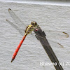 Asiatic blood tail Male