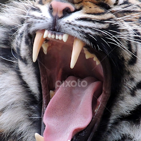 Impressive by Kathryn Willett - Animals Lions, Tigers & Big Cats