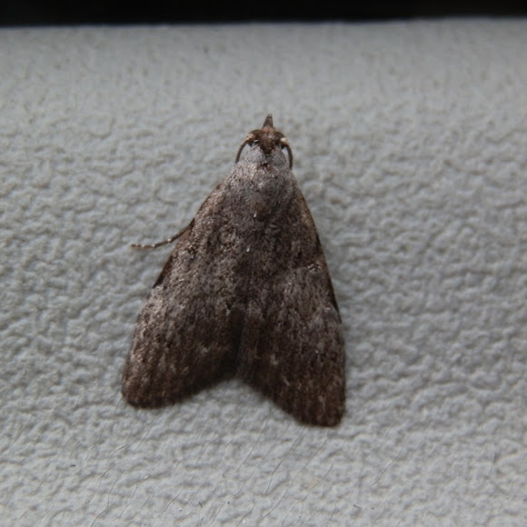 Small Grey Moth Project Noah