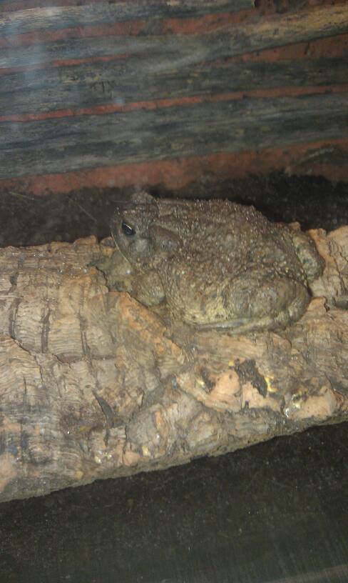 Woodhouse toad