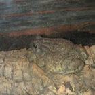Woodhouse toad
