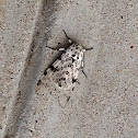 Giant leopard moth