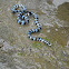 黑唇青斑海蛇 /  Black-lipped sea krait