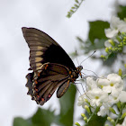 Polydamus swallowtail