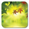 zz[Unpublish]Fallen Leaves Ripple LWP Apk