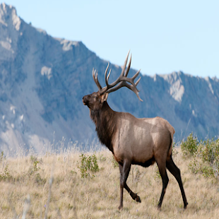 Animal Sounds Naturally - náhled