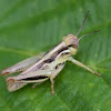 Red-legged Grasshopper 