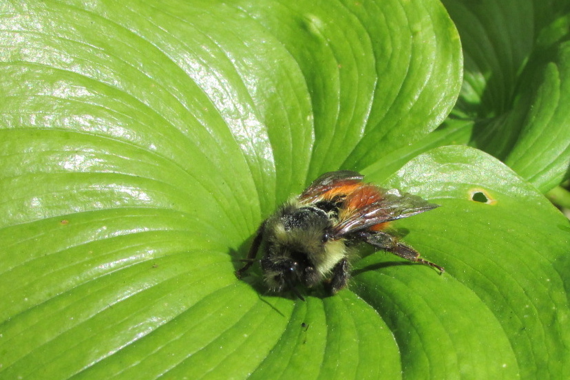 Black tailed bumble bee