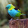Aves do Paraná / Birds from state of Parana, Brazil