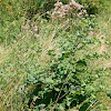 Greater Burdock