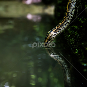 Burmese Python (Python bivittatus) by Scott Trageser - Animals Reptiles