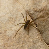 Six-spotted Fishing Spider(immature)