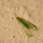 Green lacewings