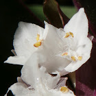 Oyster Plant