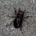 Reddish-Brown Stag Beetle - Male