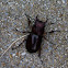 Reddish-Brown Stag Beetle - Male