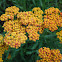 Yarrow 'Walther Funche'